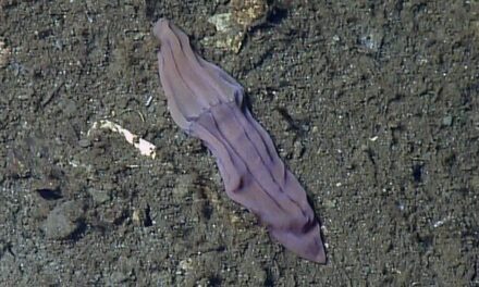Giant sharks and purple socks: Ancient life in the depths