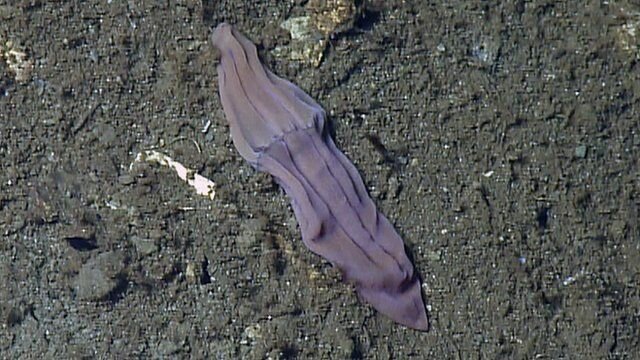 Giant sharks and purple socks: Ancient life in the depths