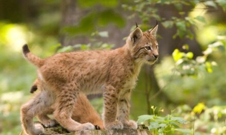 Returning Top Predators to Britain
